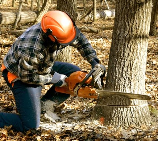 Tree Removal in Bluff Dale, TX